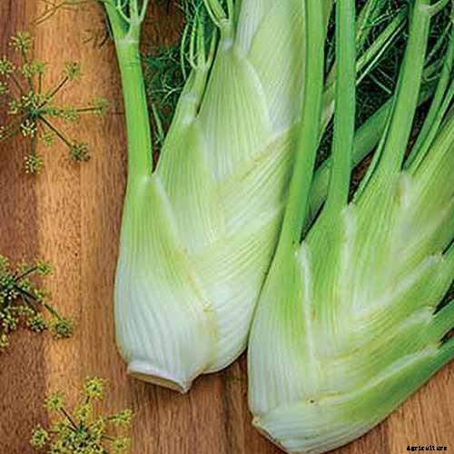 How to Grow and Care for Fennel