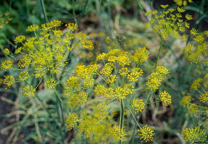 How to Grow and Care for Fennel