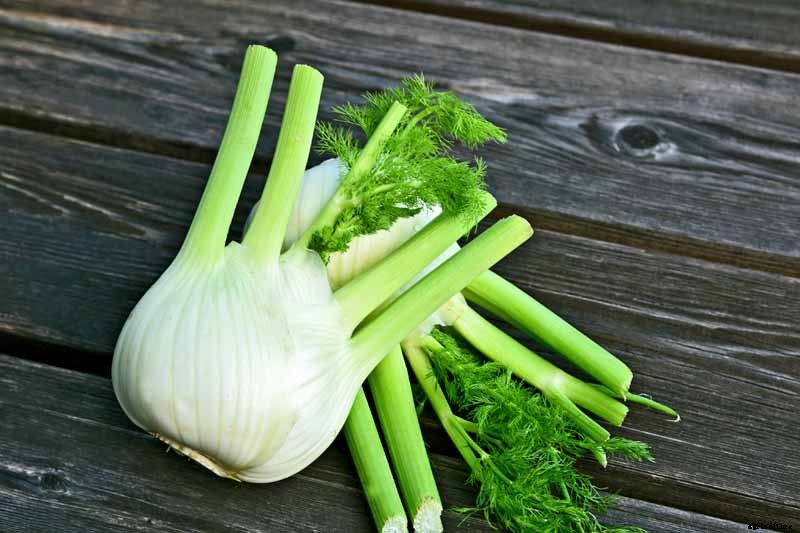 How to Grow and Care for Fennel