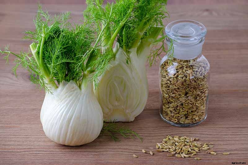 How to Grow and Care for Fennel