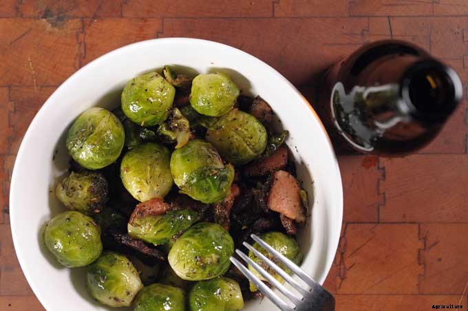 How to Grow and Care for Fennel