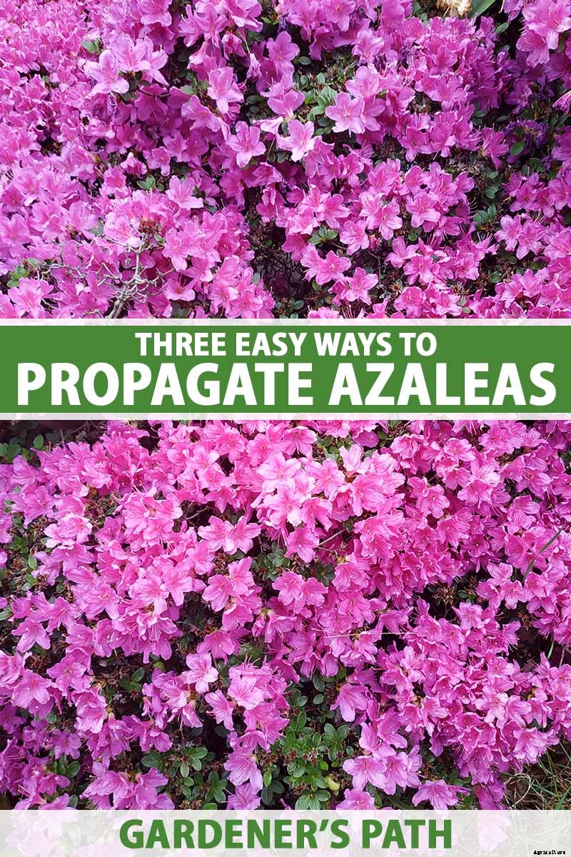 How to Propagate Azaleas for Gorgeous New Shrubs