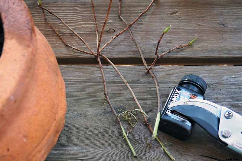 How to Propagate Azaleas for Gorgeous New Shrubs