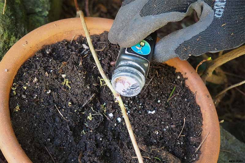 How to Propagate Azaleas for Gorgeous New Shrubs