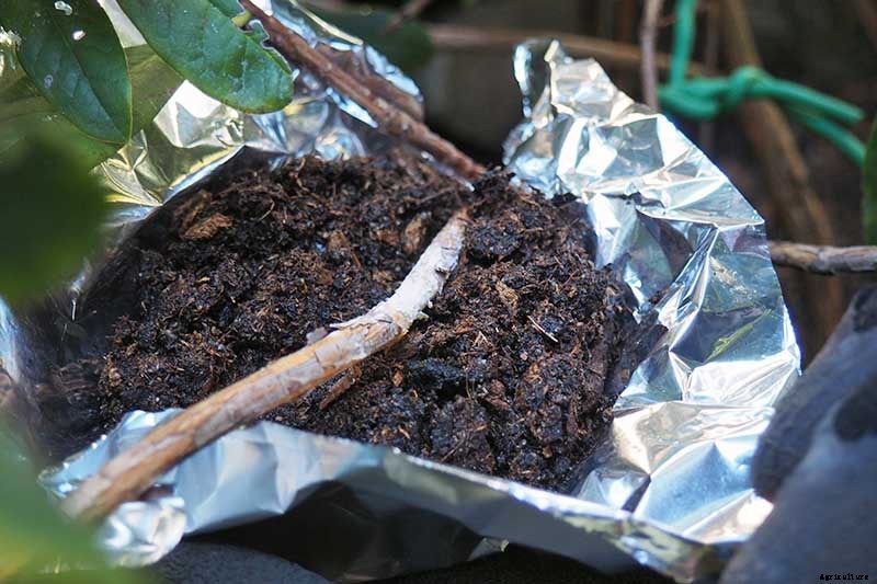 How to Propagate Azaleas for Gorgeous New Shrubs