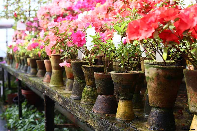 How to Propagate Azaleas for Gorgeous New Shrubs