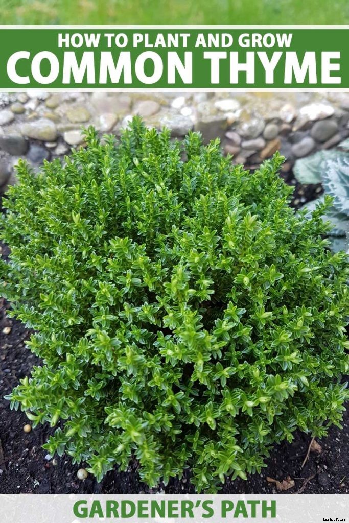 How to Grow and Care for Common Thyme