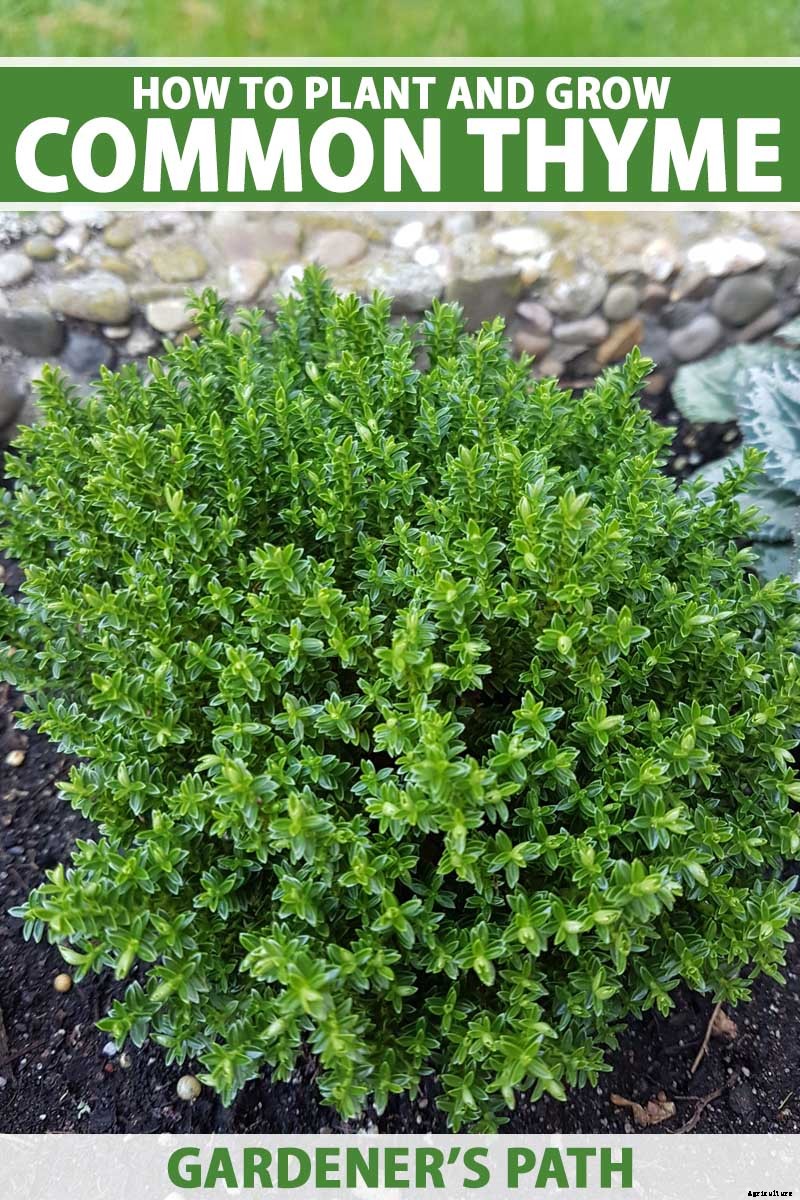 How to Grow and Care for Common Thyme