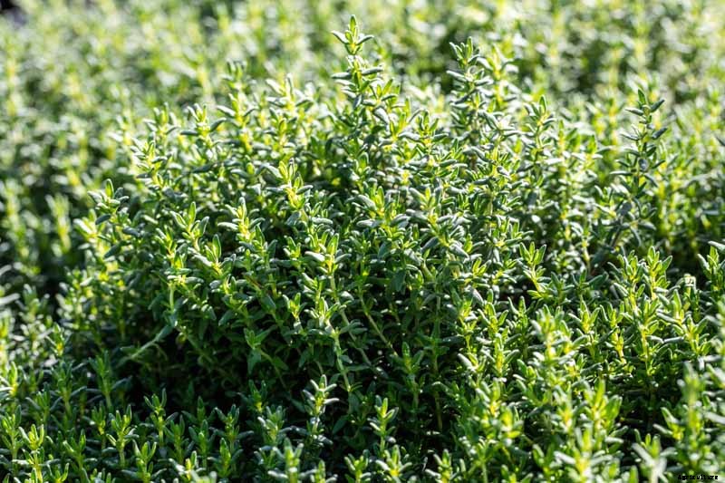 How to Grow and Care for Common Thyme