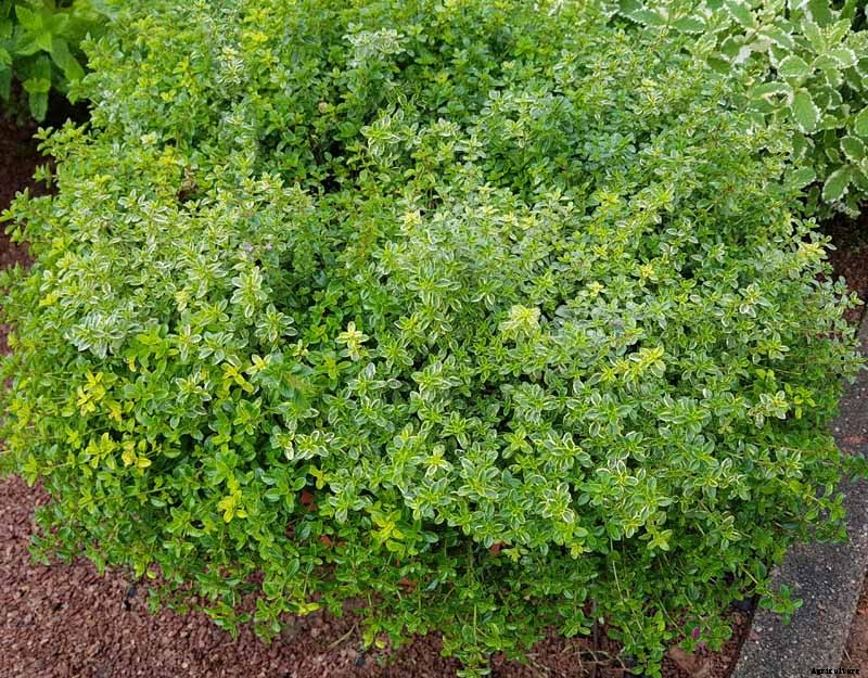 How to Grow and Care for Common Thyme