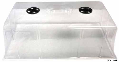 How to Grow and Care for Common Thyme