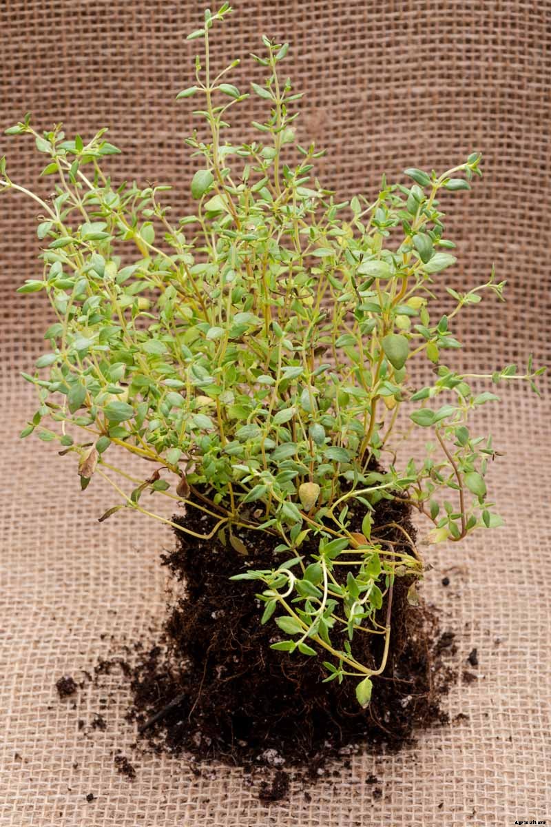 How to Grow and Care for Common Thyme