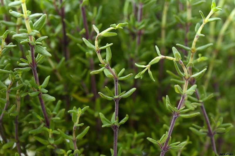 How to Grow and Care for Common Thyme