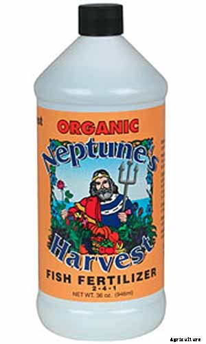 How to Grow and Care for Common Thyme