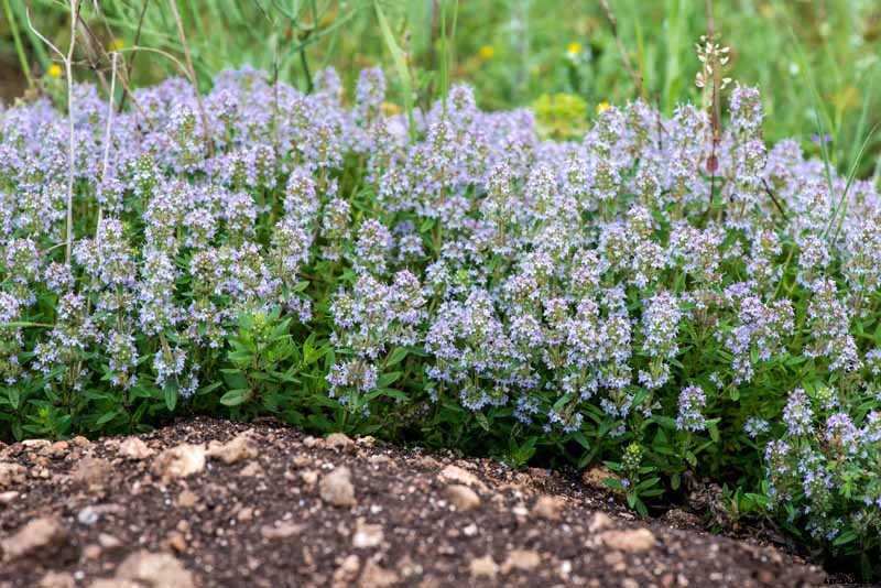 How to Grow and Care for Common Thyme