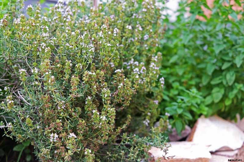 How to Grow and Care for Common Thyme