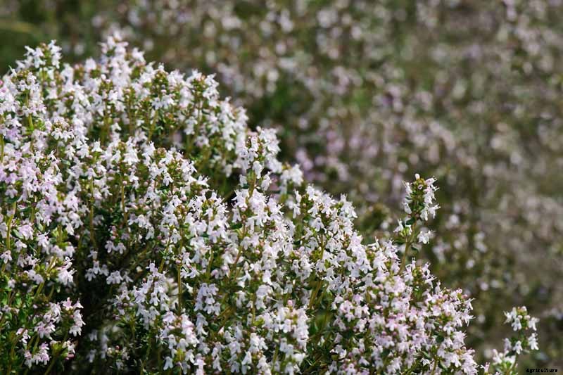 How to Grow and Care for Common Thyme
