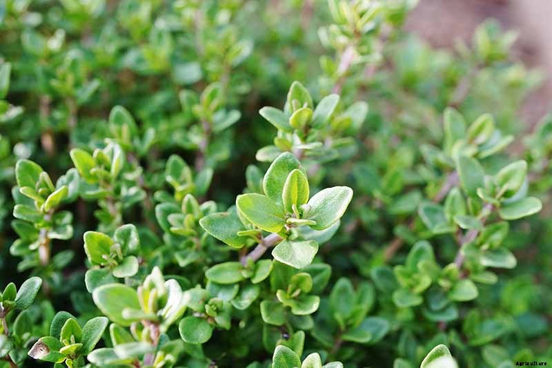How to Grow and Care for Common Thyme