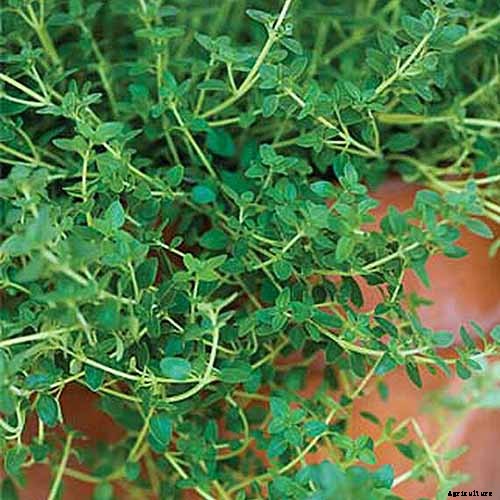 How to Grow and Care for Common Thyme