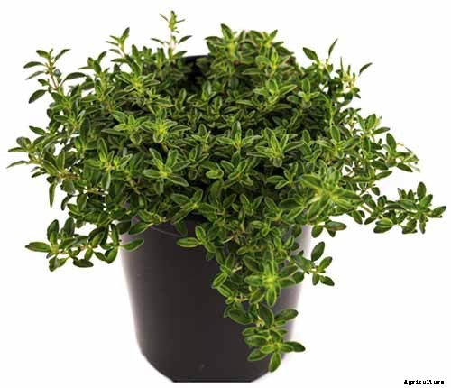 How to Grow and Care for Common Thyme