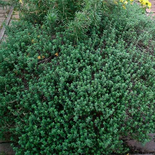 How to Grow and Care for Common Thyme