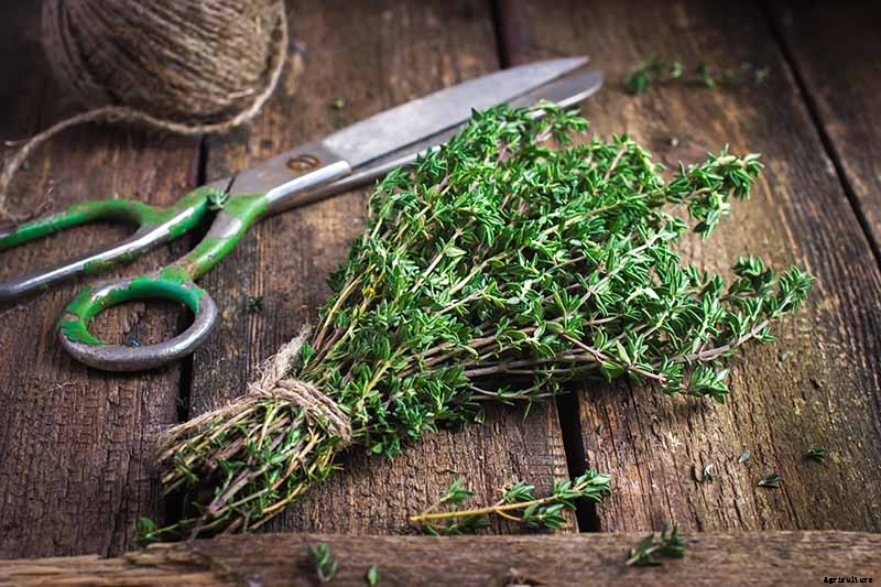 How to Grow and Care for Common Thyme