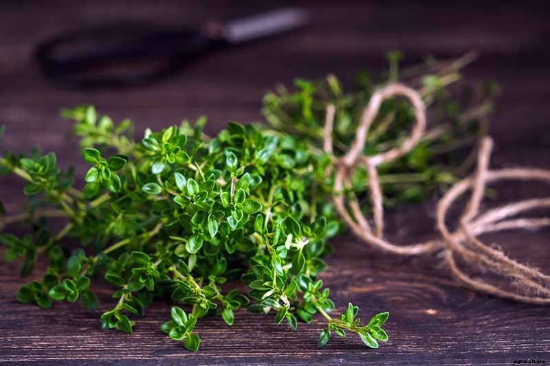 How to Grow and Care for Common Thyme