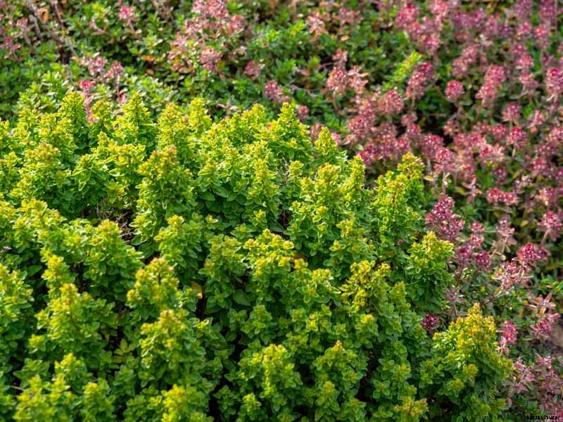 How to Grow and Care for Common Thyme