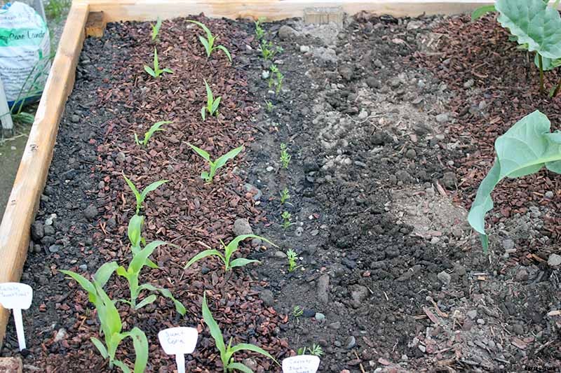 What Is Corn Seedling Blight?