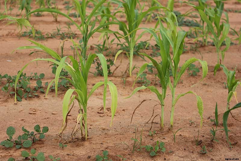 What Is Corn Seedling Blight?