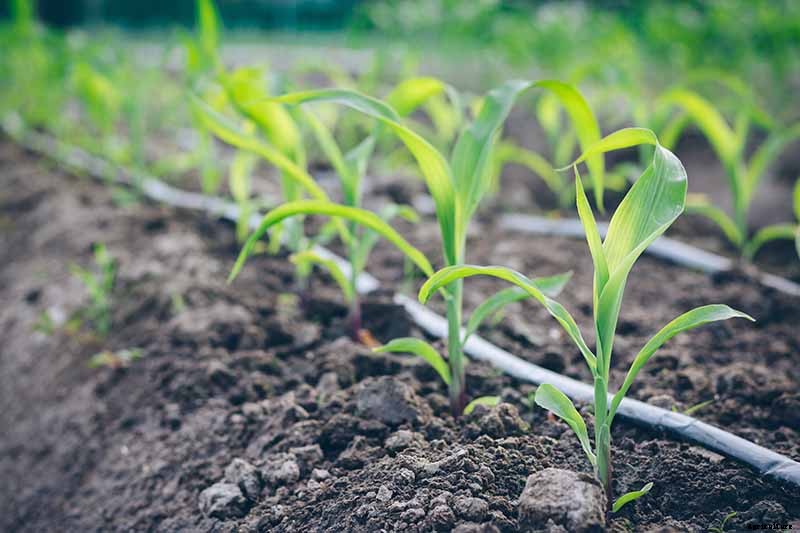 What Is Corn Seedling Blight?