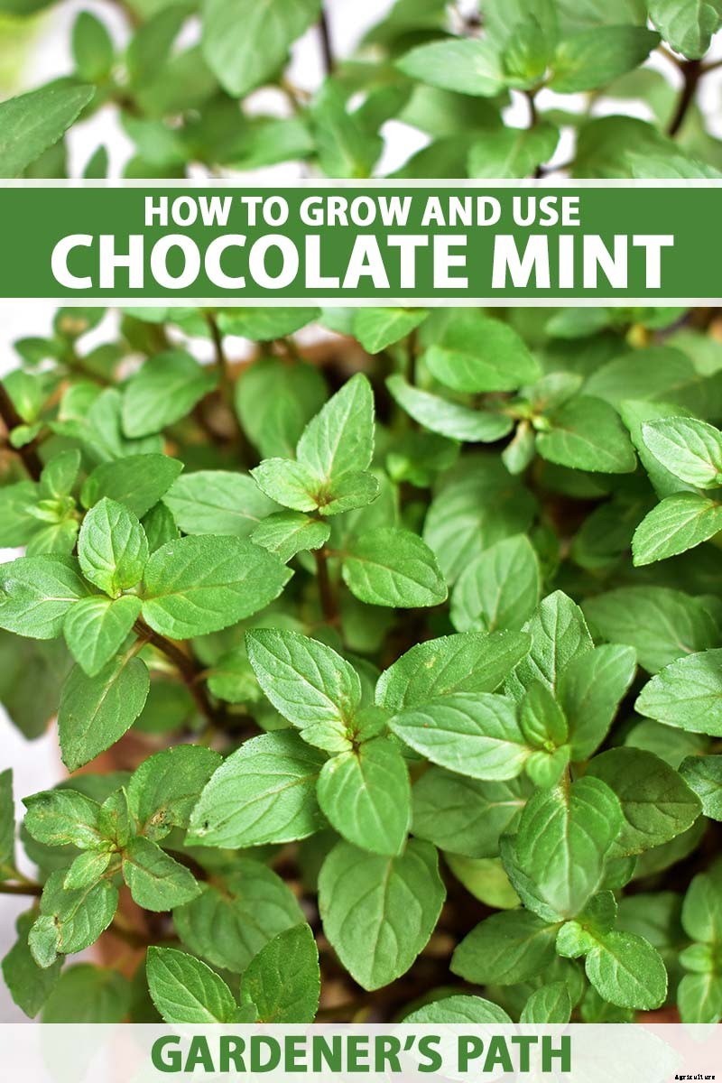 How to Grow and Use Chocolate Mint