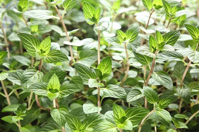 How to Grow and Use Chocolate Mint