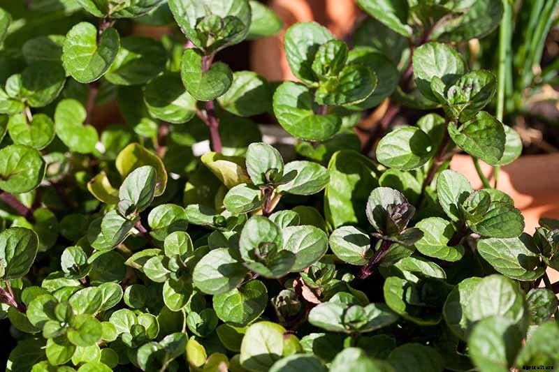 How to Grow and Use Chocolate Mint