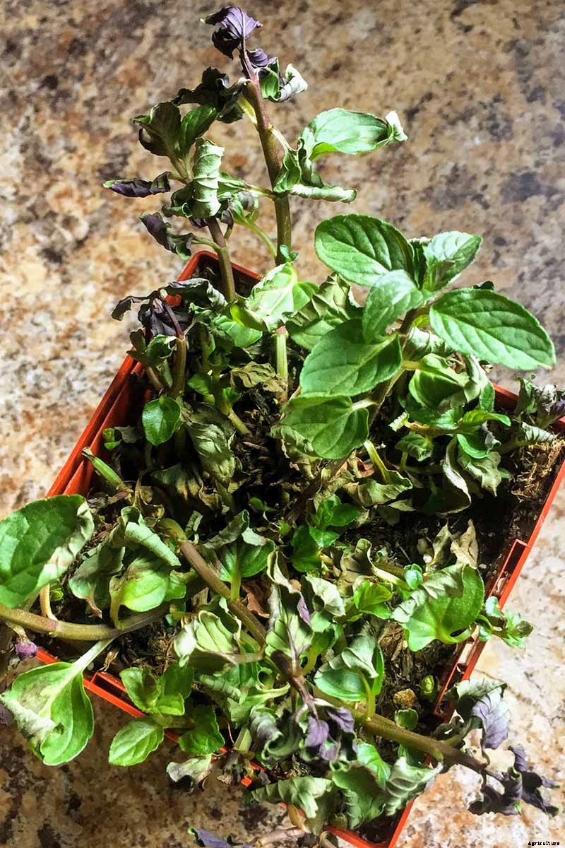 How to Grow and Use Chocolate Mint