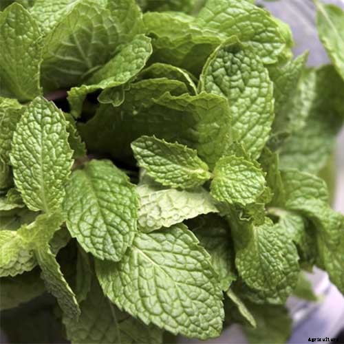 How to Grow and Use Chocolate Mint