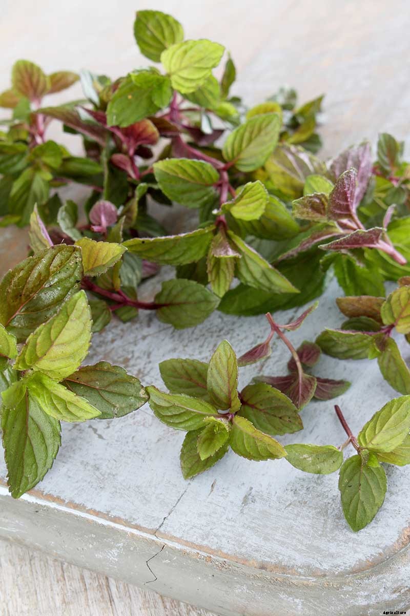 How to Grow and Use Chocolate Mint
