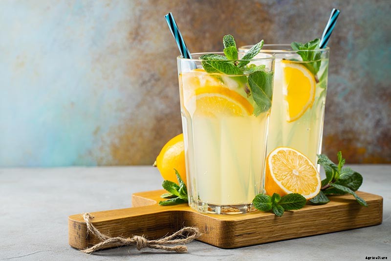 How to Grow and Use Chocolate Mint