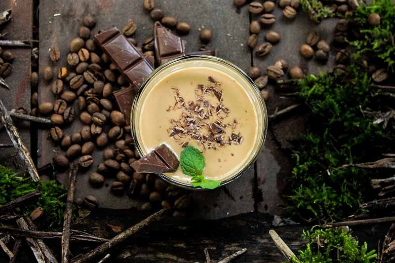 How to Grow and Use Chocolate Mint