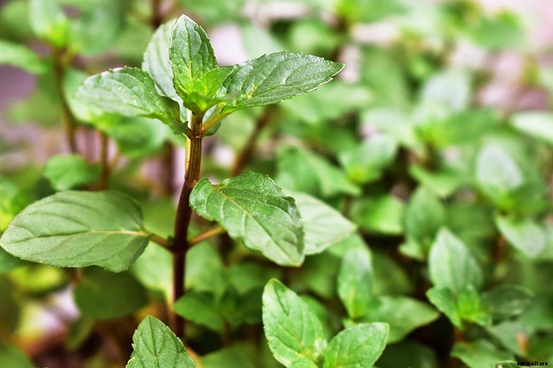 How to Grow and Use Chocolate Mint