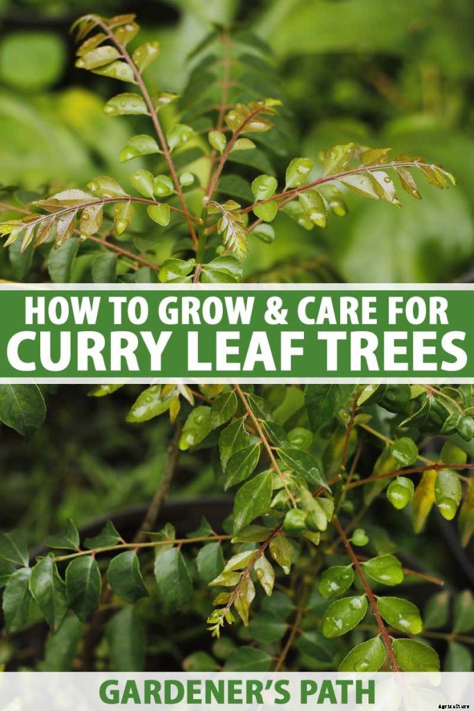 How to Grow Your Own Curry Leaf Tree
