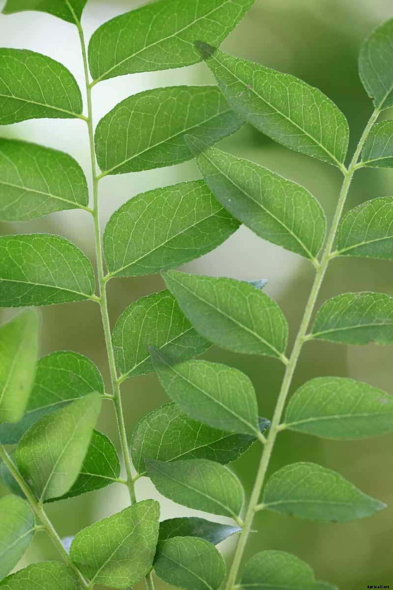 How to Grow Your Own Curry Leaf Tree