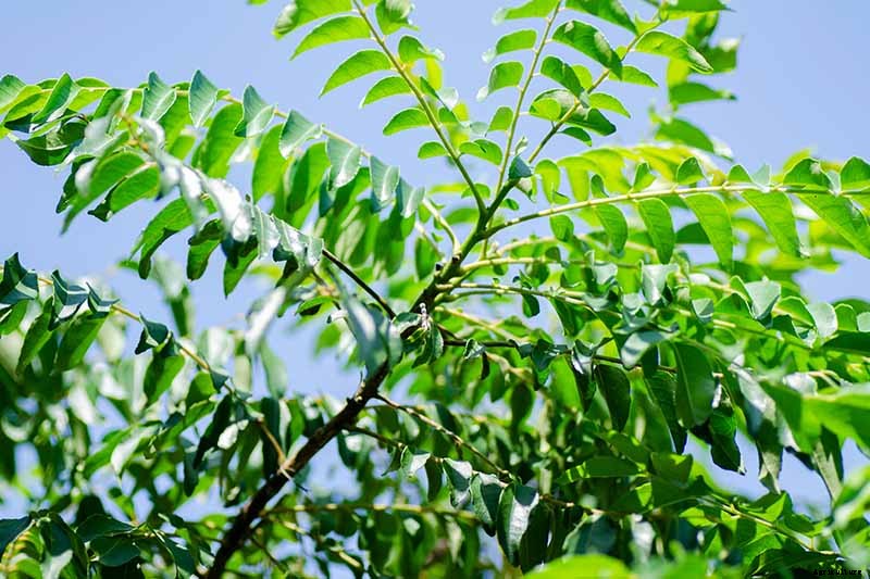 How to Grow Your Own Curry Leaf Tree