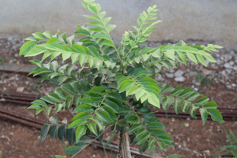 How to Grow Your Own Curry Leaf Tree