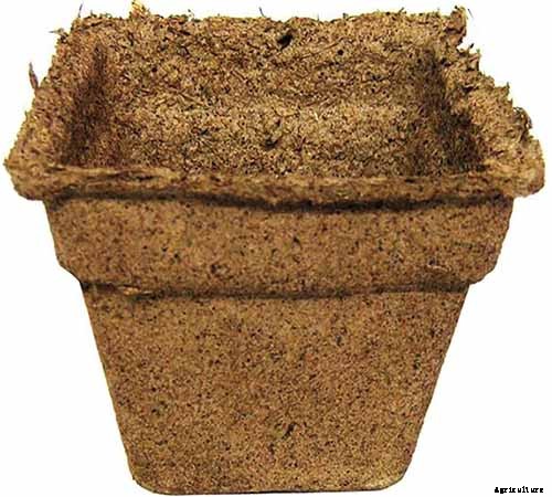 How to Grow Your Own Curry Leaf Tree