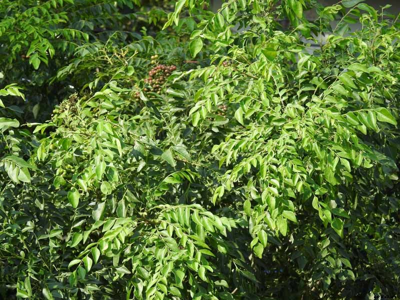 How to Grow Your Own Curry Leaf Tree