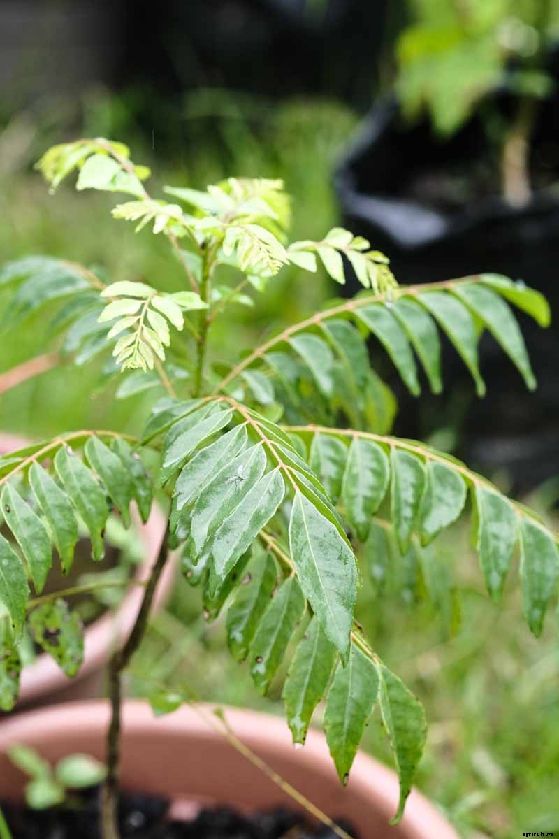 How to Grow Your Own Curry Leaf Tree