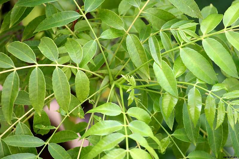 How to Grow Your Own Curry Leaf Tree
