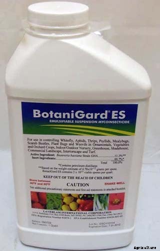 How to Grow Your Own Curry Leaf Tree