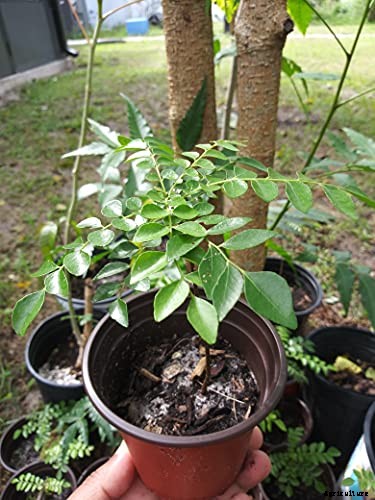 How to Grow Your Own Curry Leaf Tree